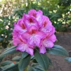 Kazimierz Odnowiciel ROYAL VIOLET PBR - Rhododendron hybrid - Kazimierz Odnowiciel ROYAL VIOLET PBR - Rhododendron hybridum