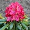 Kazimierz Wielki ROYAL SCARLET - Rhododendron hybrid - Kazimierz Wielki ROYAL SCARLET - Rhododendron hybridum
