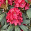 Kazimierz Wielki ROYAL SCARLET - różanecznik wielkokwiatowy - Kazimierz Wielki ROYAL SCARLET - Rhododendron hybridum