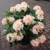 Fluidum - różanecznik wielkokwiatowy - Fluidum - Rhododendron hybridum