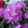 Purpureum Grandiflorum - różanecznik wielkokwiatowy - Purpureum Grandiflorum - Rhododendron hybridum