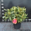 Red Jack - różanecznik wielkokwiatowy - Red Jack - Rhododendron hybridum