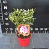 Królowa Bona ROYAL CANDY - Рододендрон гибридный - Królowa Bona ROYAL CANDY - Rhododendron hybridum