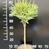 Picea abies 'Goblin' - Gemeine Fichte ;  Zapfenfichte Herkunft ; Zapfen-Fichte - Picea abies 'Goblin'