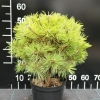 Pinus densiflora 'Low Glow' - sosna gęstokwiatowa - Pinus densiflora 'Low Glow'