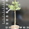 Picea omorika 'Wodan' - świerk serbski - Picea omorika 'Wodan'