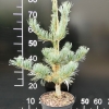 Pinus parviflora 'Ryu-ju' - sosna drobnokwiatowa - Pinus parviflora 'Ryu-ju'