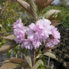 Prunus serrulata 'Amanogawa' - Japanische Blütenkirsche ; japanische Zierkirsche - Prunus serrulata 'Amanogawa'