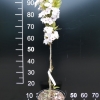 Prunus serrulata 'Amanogawa' - Japanische Blütenkirsche ; japanische Zierkirsche - Prunus serrulata 'Amanogawa'