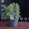 Pieris japonica 'Little Heath' - Japanische Lavendelheide - Pieris japonica 'Little Heath'