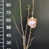 liliiflora 'Nigra' - Purpur-Magnolie - Magnolia liliiflora Nigra