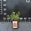 Rubinstern - Japanese azalea - Rubinstern - Rhododendron