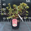 Silvester - Japanische Azalee - Silvester Rhododendron