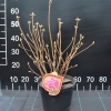 Satomi - Azalia wielkokwiatowa - Satomi - Rhododendron (Azalea)