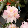Satomi - Azalia wielkokwiatowa - Satomi - Rhododendron (Azalea)