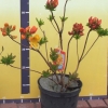 Sunte Nectarine - Azalee - Sunte Nectarine - Rhododendron (Azalea)