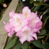 Eija - różanecznik wielkokwiatowy - Rhododendron hybridum 'Eija'