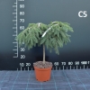 Picea abies 'Formanek' - świerk pospolity - Picea abies 'Formanek'