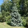 Picea engelmannii - Engelmann Fichte - Picea engelmannii