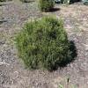 Pinus sylvestris 'Xawery' - sosna zwyczajna - Pinus sylvestris 'Xawery'