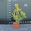 Pinus thunbergii 'Ogon' - sosna Thunberga - Pinus thunbergii 'Ogon'