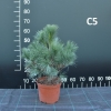 Pinus xschwerinii 'Wiethorst' - sosna Schwerina - Pinus xschwerinii 'Wiethorst'