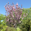 Prunus serrulata 'Royal Burgundy' - wiśnia piłkowana - Prunus serrulata 'Royal Burgundy'