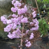 Prunus serrulata 'Royal Burgundy' - Japanische Blütenkirsche ; japanische Zierkirsche - Prunus serrulata 'Royal Burgundy'
