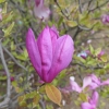 Ricki - Magnolie - Magnolia 'Ricki'