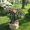 Kazimierz Wielki ROYAL SCARLET - Рододендрон гибридный - Kazimierz Wielki ROYAL SCARLET - Rhododendron hybridum
