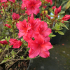 Florida - Azalia japońska - Florida - Rhododendron