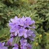 Gristede - Różanecznik miniaturowy - Gristede - Rhododendron impeditum