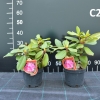 Germania - różanecznik wielkokwiatowy - Germania - Rhododendron hybridum