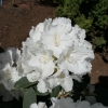 Schneekrone - Różanecznik jakuszimański - Schneekrone - Rhododendron yakushimanum