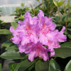 Pink Purple Dream PBR - różanecznik wielkokwiatowy - Pink Purple Dream PBR - Rhododendron hybridum