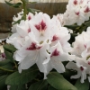 Schneeauge - różanecznik wielkokwiatowy - Schneeauge - Rhododendron hybridum