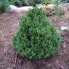 Picea abies 'Tompa' - Gemeine Fichte ; Zapfenfichte Herkunft ; Zapfen-Fichte - Picea abies 'Tompa'