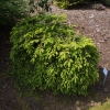 Picea abies 'Formanek' - świerk pospolity - Picea abies 'Formanek'