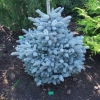 Picea pungens 'Globosa Argentea' - Stech-Fichte; Blaufichte - Picea pungens 'Globosa Argentea'