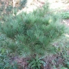 Pinus densiflora 'Compacta' - Japanische Rotkiefer - Pinus densiflora 'Compacta'