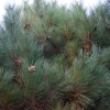 Pinus densiflora 'Compacta' - Japanische Rotkiefer - Pinus densiflora 'Compacta'