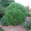 Pinus densiflora 'Umbraculifera' -  sosna gęstokwiatowa - Pinus densiflora 'Umbraculifera'