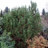Pinus mugo 'Frühlingsgold' - Bergkiefer - Pinus mugo 'Frühlingsgold'
