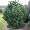 Pinus mugo 'Gnom' - Bergkiefer - Pinus mugo 'Gnom'