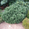Pinus mugo 'Lilliput' - Bergkiefer - Pinus mugo 'Lilliput'