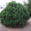 Pinus mugo 'Mops' - Bergkiefer - Pinus mugo 'Mops'