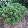 Pinus mugo 'Peterle' - kosodrzewina - Pinus mugo 'Peterle'