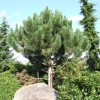 Pinus nigra 'Géant de Suisse' - sosna czarna - Pinus nigra 'Géant de Suisse'