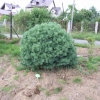 Pinus sylvestris 'Tabuliformis' - Waldkiefer - Pinus sylvestris 'Tabuliformis'