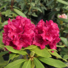 Vranov PBR - Rhododendren Hybride - Rhododendron hybridum 'Vranov' PBR